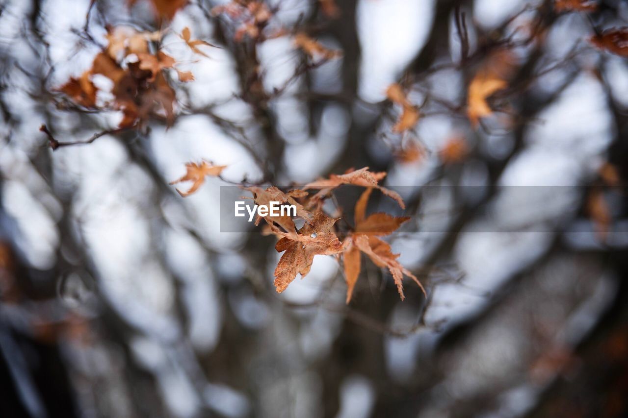 Close-up of frozen tree during winter