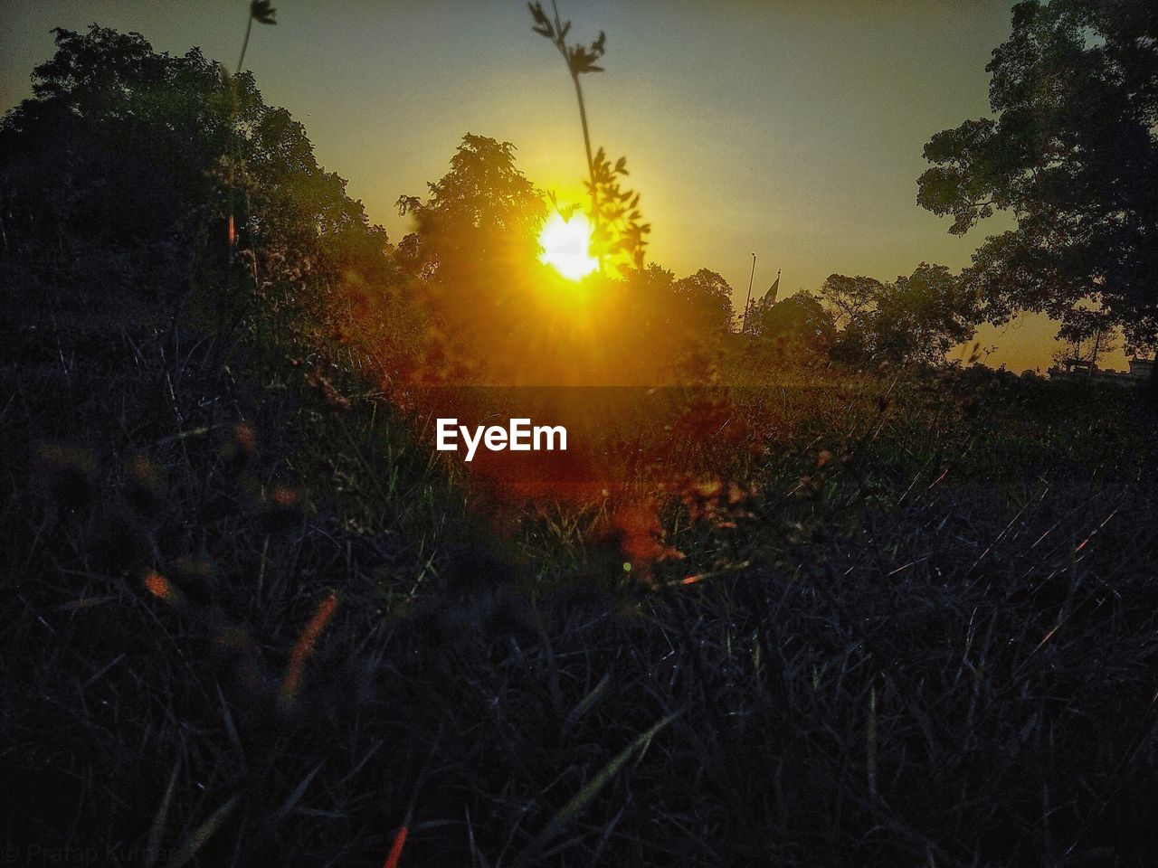 PLANTS ON FIELD AGAINST SKY DURING SUNSET