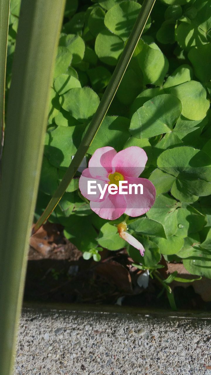 CLOSE-UP OF PINK FLOWER BLOOMING IN PARK