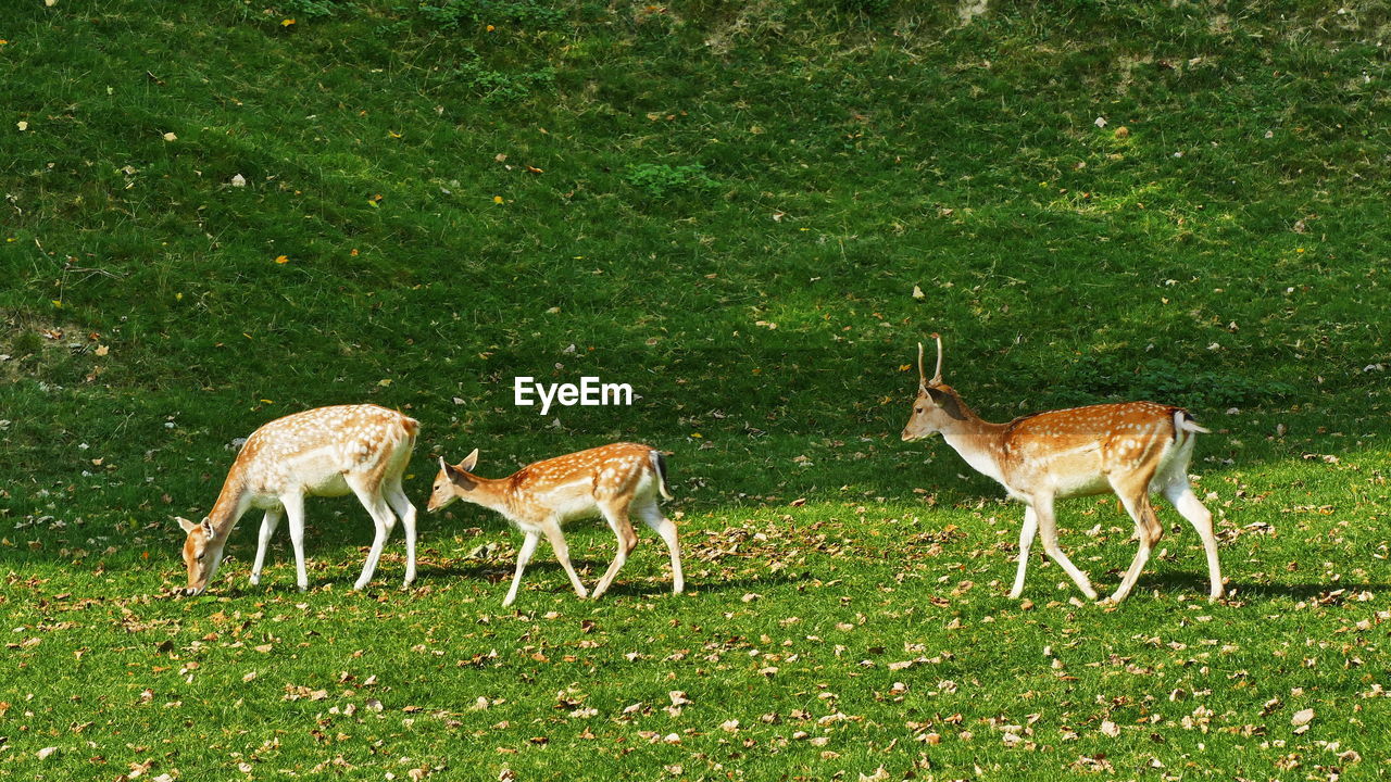 DEER ON FIELD