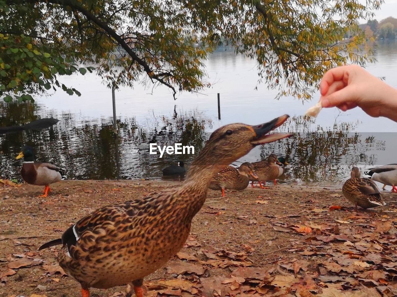 View of hand feeding birds in lake