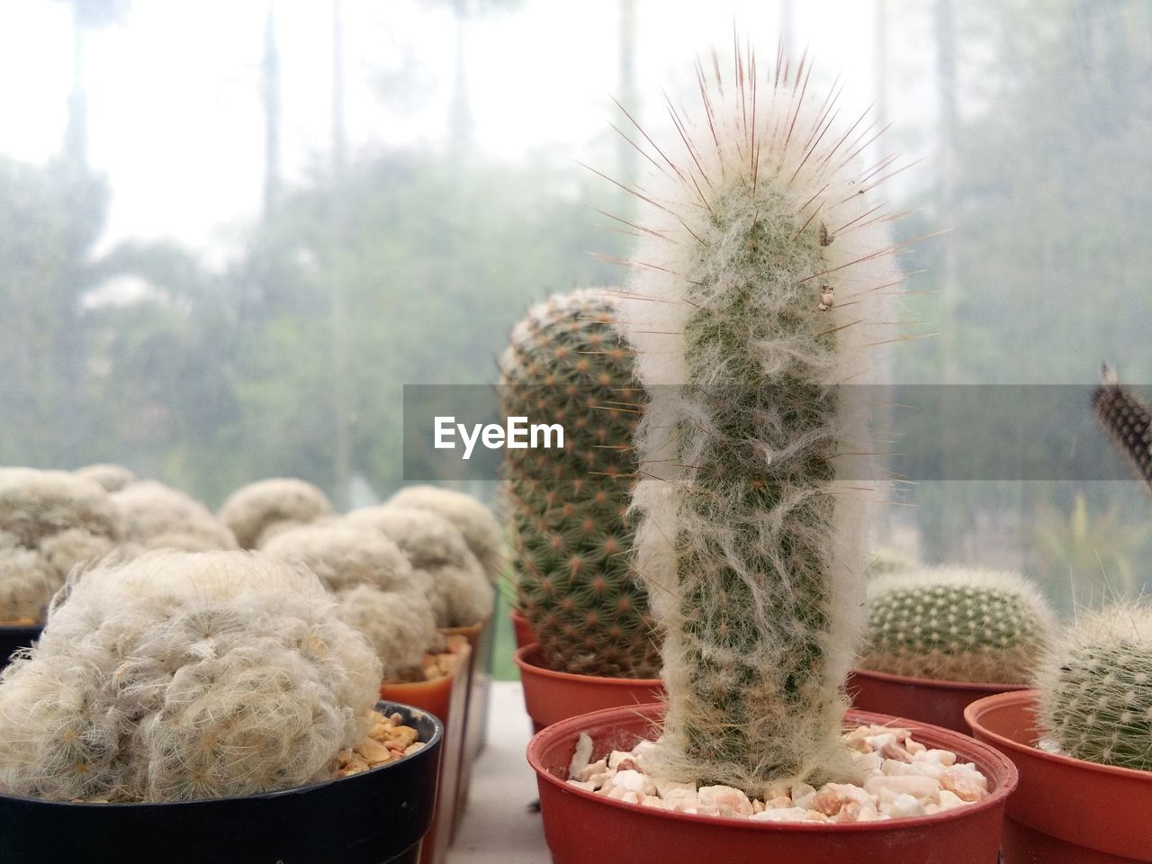 Close-up of cactus growing by potted plant on table