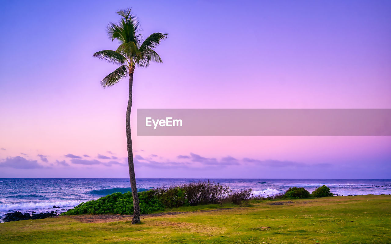 Palm trees on beach against sky during sunset