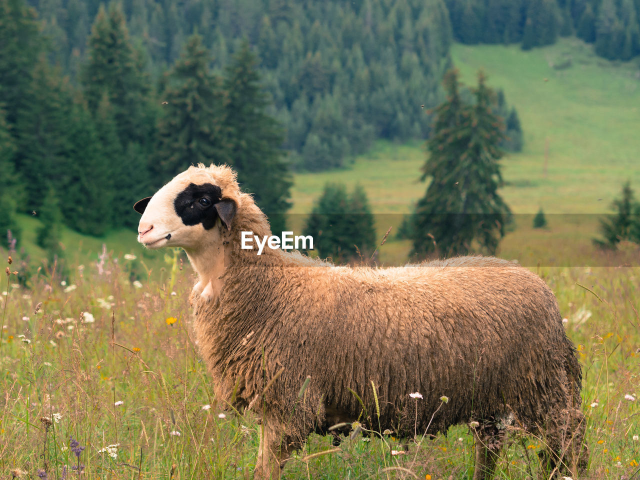 VIEW OF A SHEEP ON FIELD