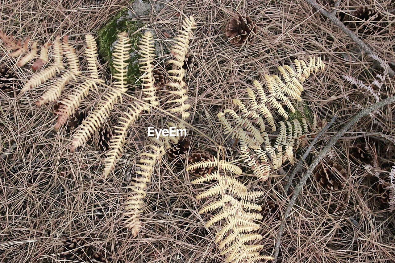 HIGH ANGLE VIEW OF SUCCULENT PLANTS ON FIELD