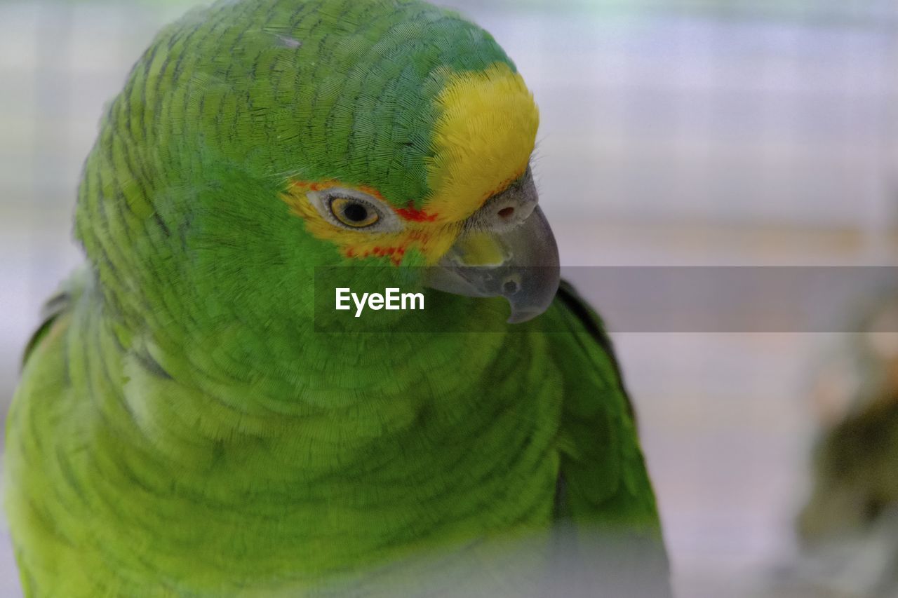 CLOSE UP OF PARROT