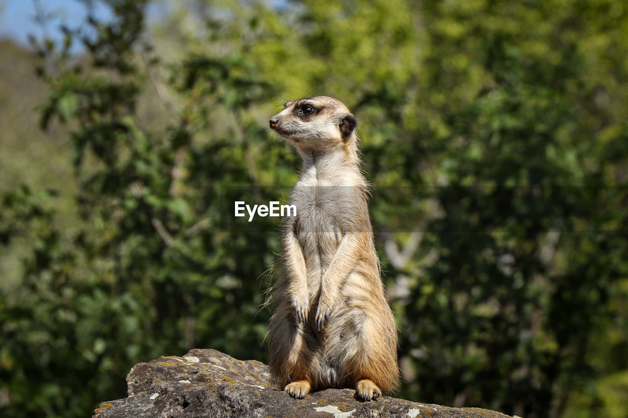 Meerkat stands on a high rock, watching the danger. humorous expression 