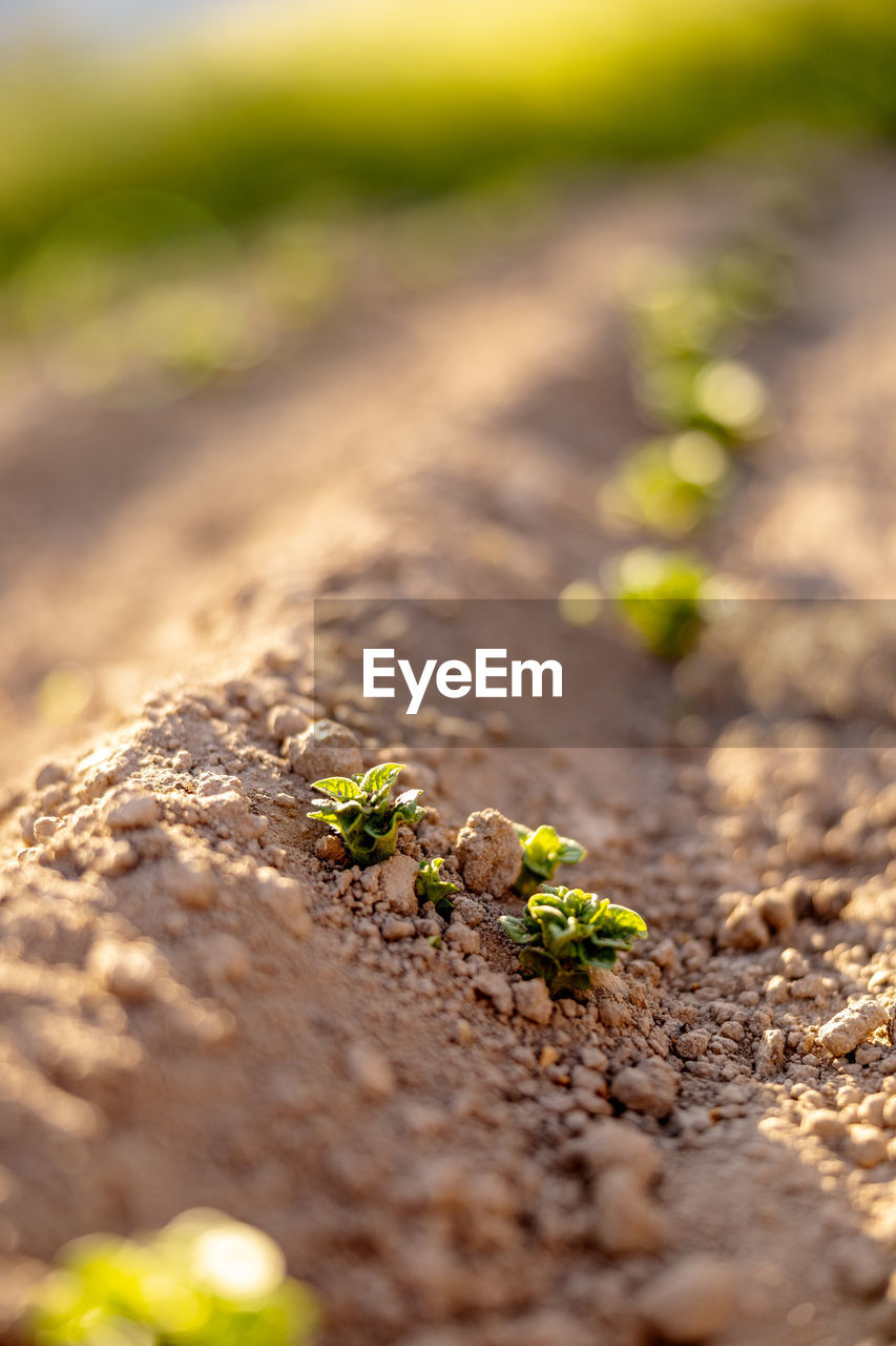 nature, green, soil, leaf, selective focus, yellow, close-up, macro photography, no people, grass, wildlife, dirt, autumn, flower, plant, day, sunlight, animal, animal wildlife, animal themes, environment, outdoors, land, road, field, tree, landscape, food, one animal