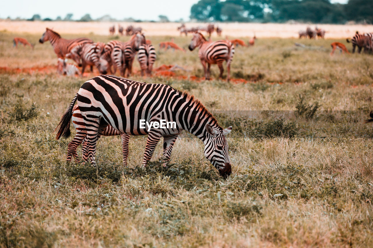 Zebras in amboseli national park, kenya, africa