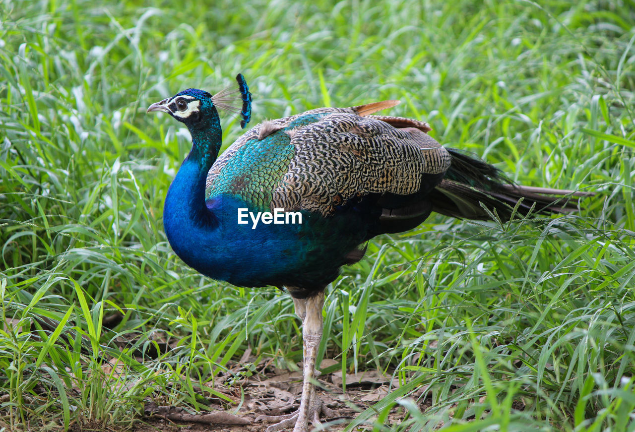 animal themes, animal, bird, animal wildlife, peacock, wildlife, one animal, grass, peacock feather, nature, green, plant, feather, no people, beauty in nature, beak, blue, land, field, day, outdoors, fowl, fanned out, prairie, full length