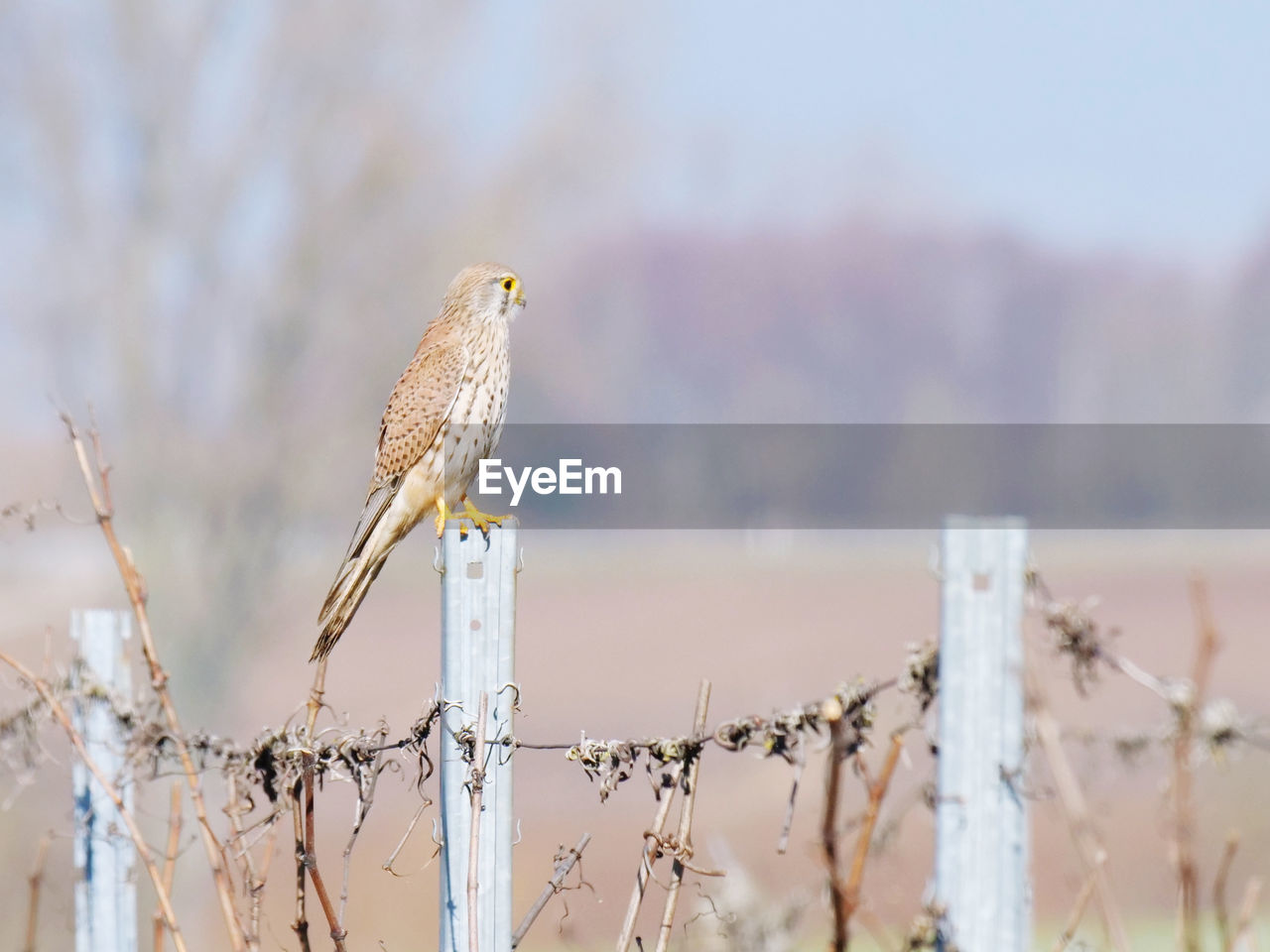 Bird perching on wooden post