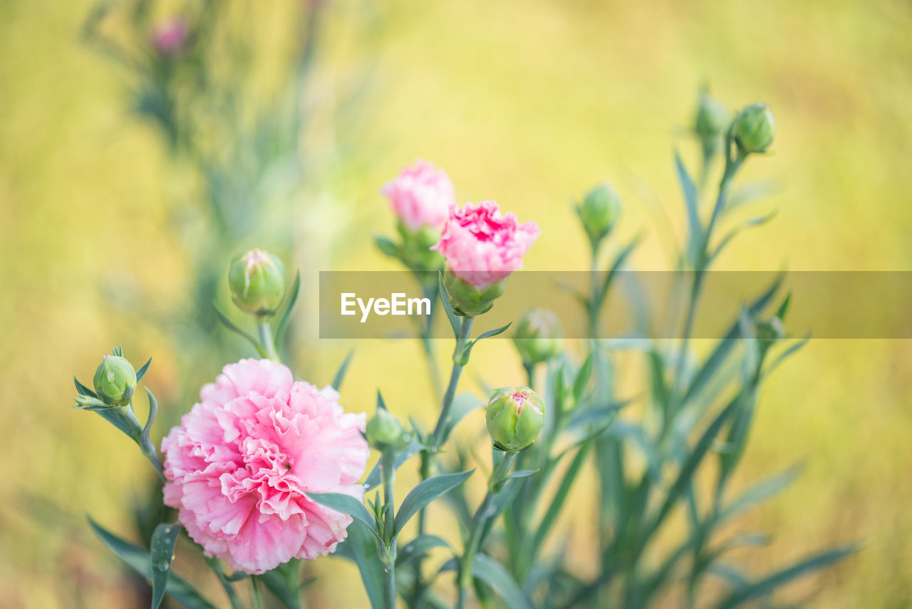 Close-up of pink flowering plant