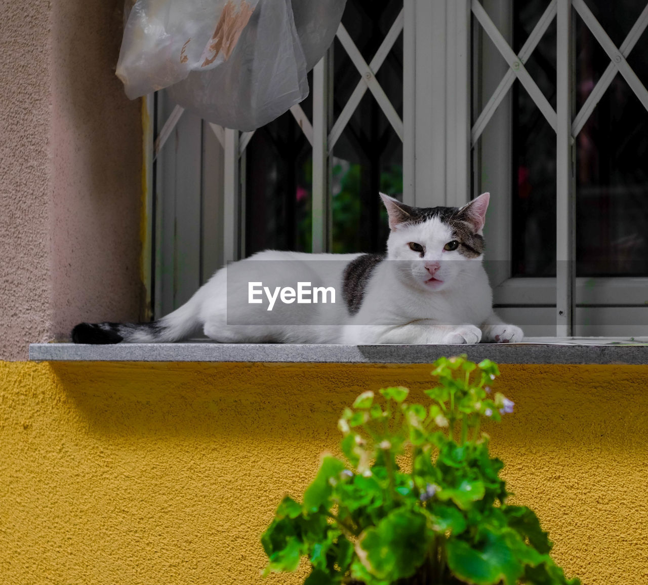 Cat sitting on window sill