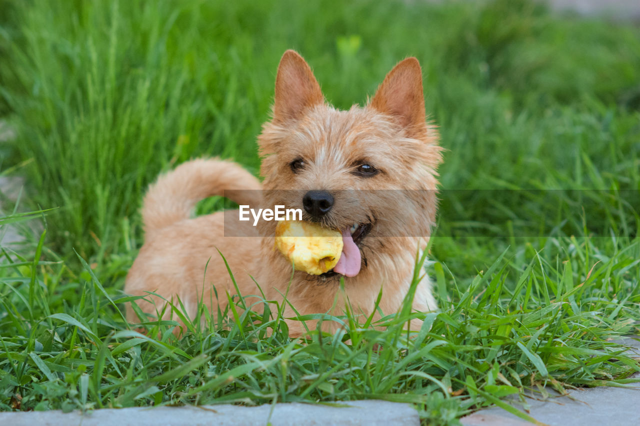 close-up of dog on grass