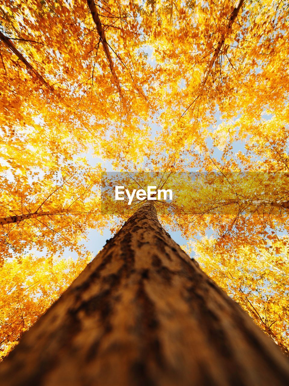 Low angle view of autumnal trees against sky