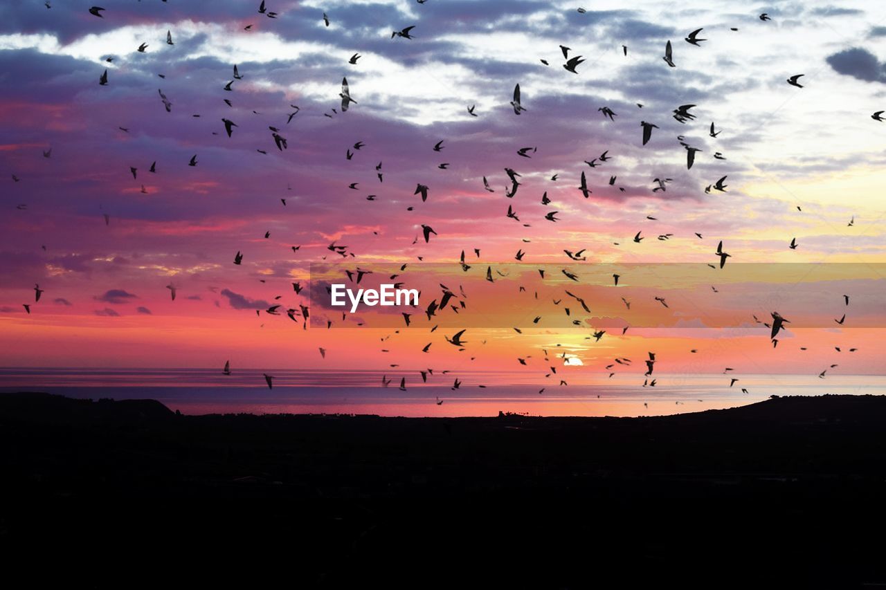 Flock of birds flying over sea against sky during sunset