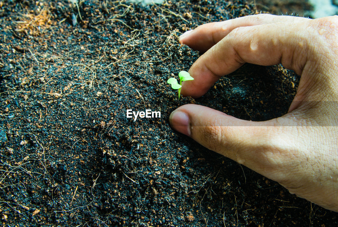 Close-up of hands holding small plant