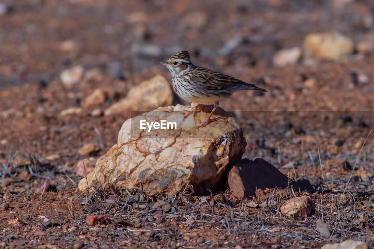 CLOSE-UP OF A BIRD PERCHING ON A ROCK