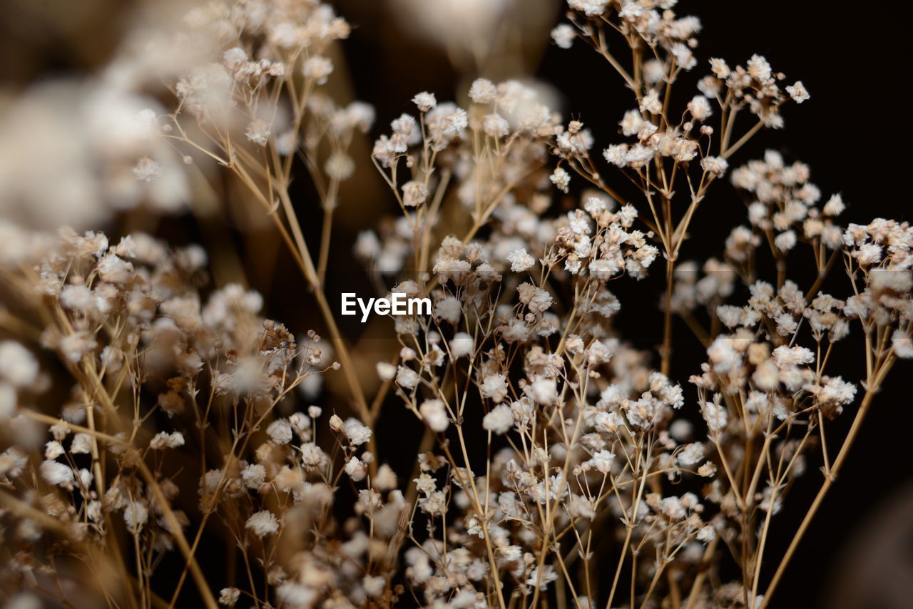 Close-up of white flowering plant on field