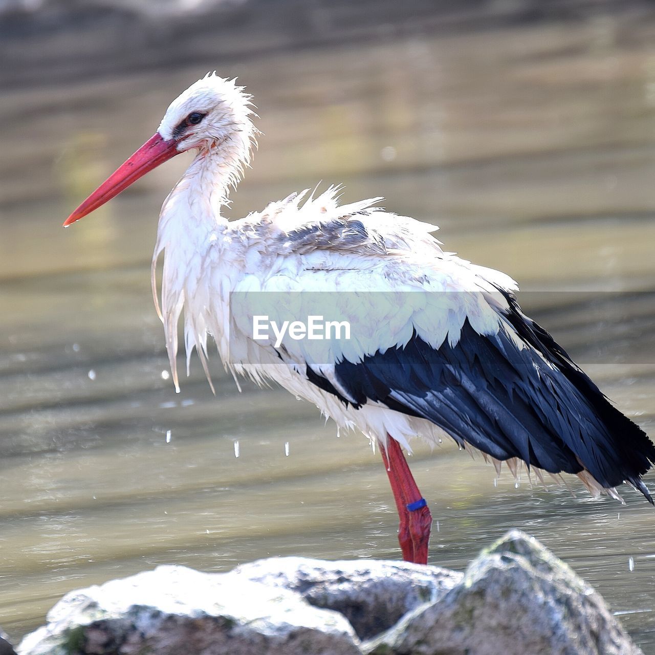 CLOSE-UP OF BIRD PERCHING BY WATER