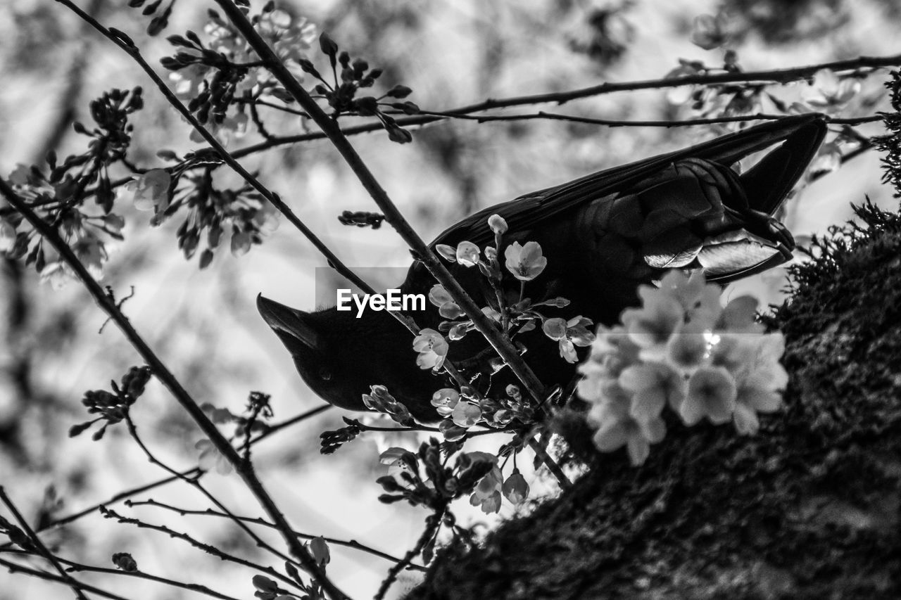 Close-up of bird perching on branch