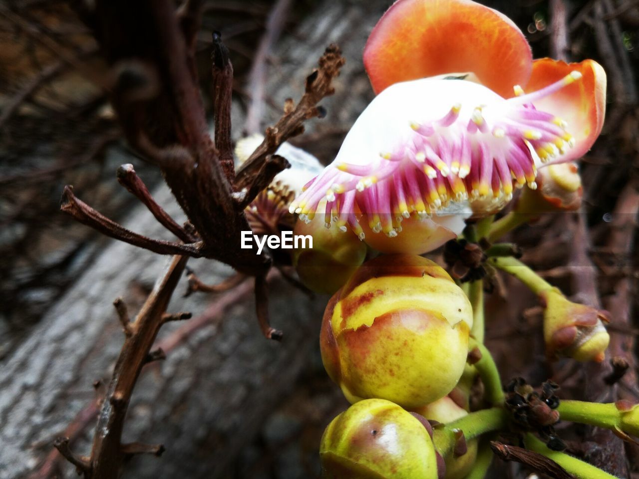 CLOSE-UP OF FRUIT GROWING ON TREE