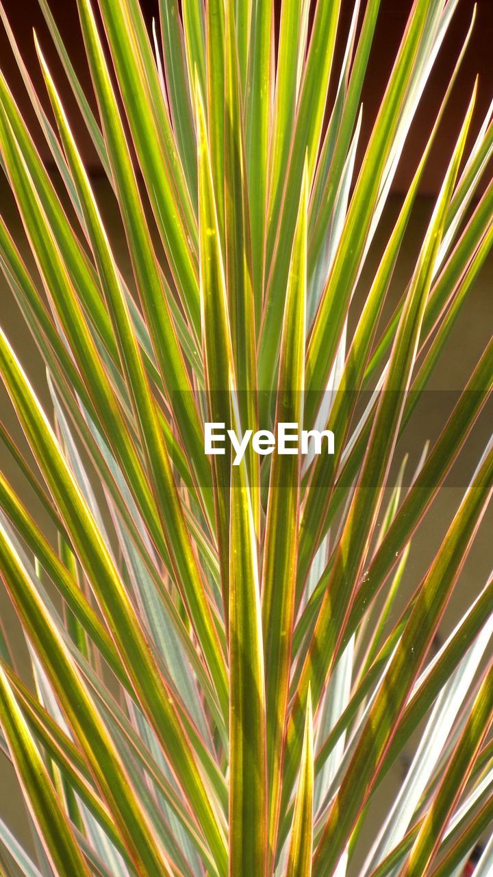 FULL FRAME SHOT OF PALM LEAF