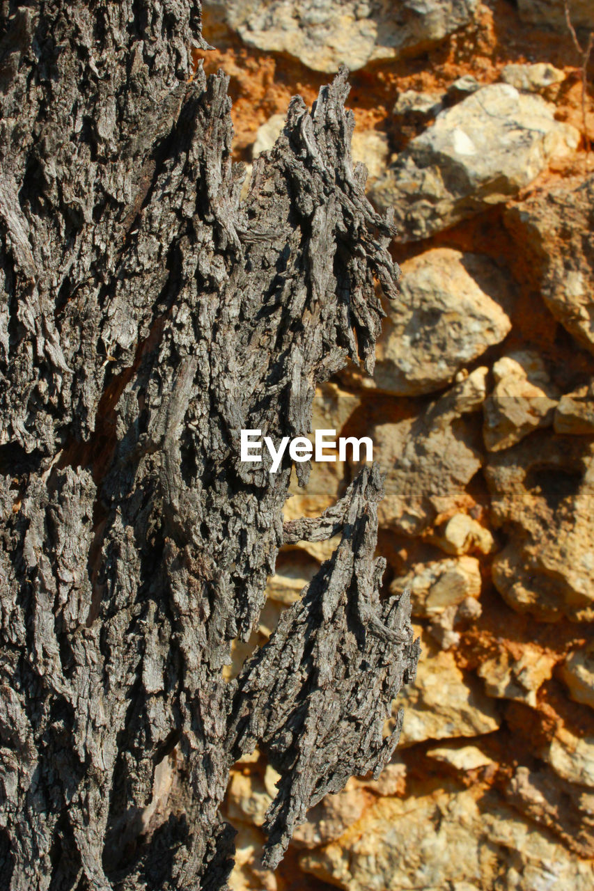 Close-up of tree trunk by stone wall