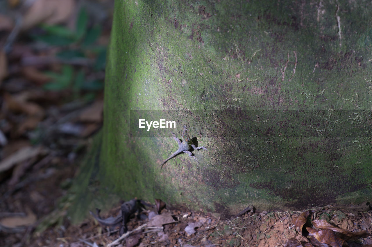 Close-up of reptile on tree trunk