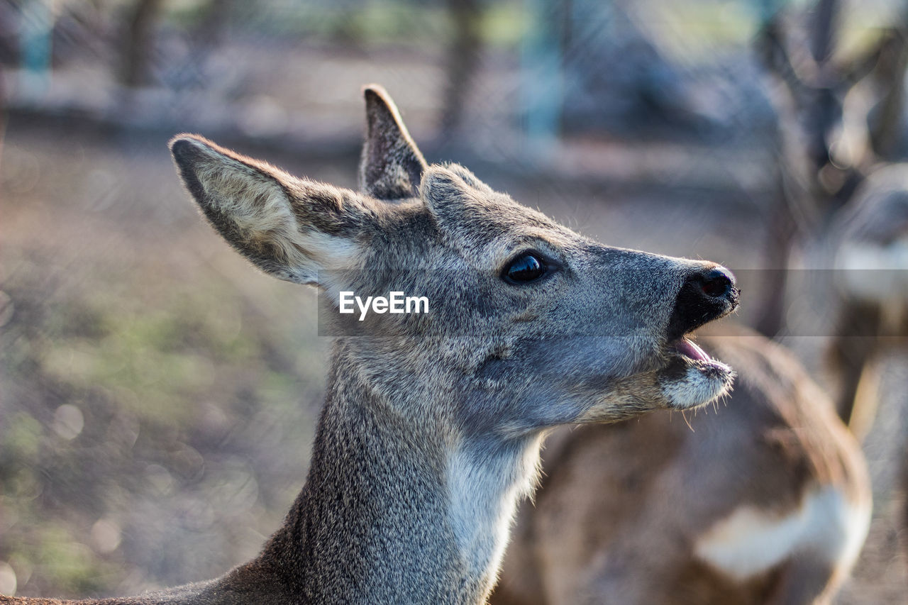 Close-up of deer