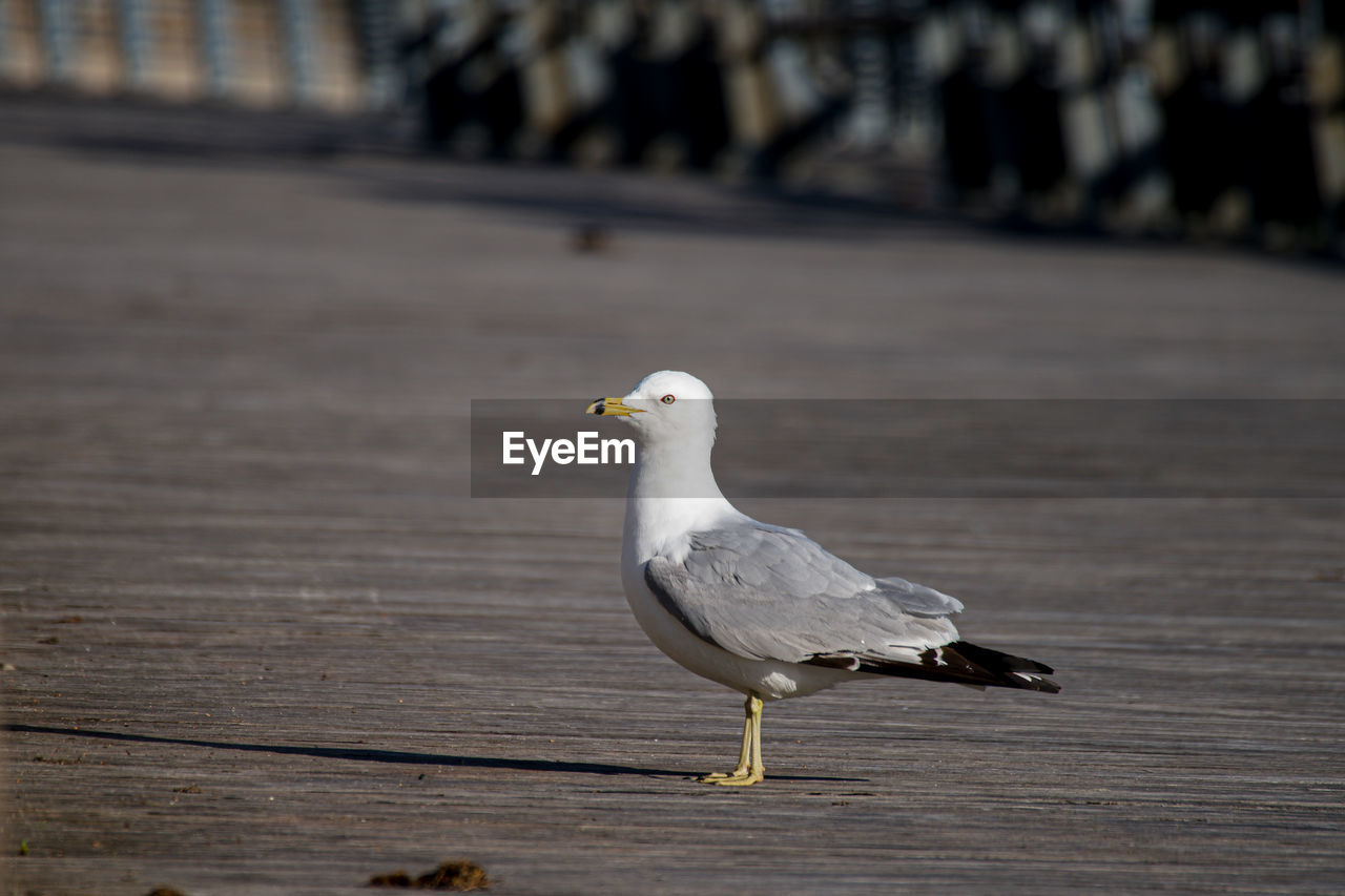 bird, animal themes, animal, animal wildlife, wildlife, gull, one animal, european herring gull, seagull, seabird, beak, focus on foreground, great black-backed gull, perching, day, no people, nature, wood, outdoors, full length