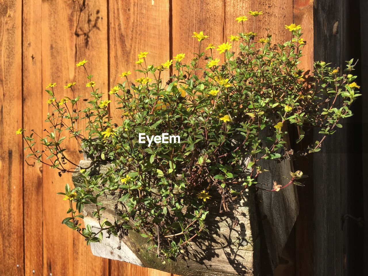 PLANTS GROWING BY IVY ON WALL