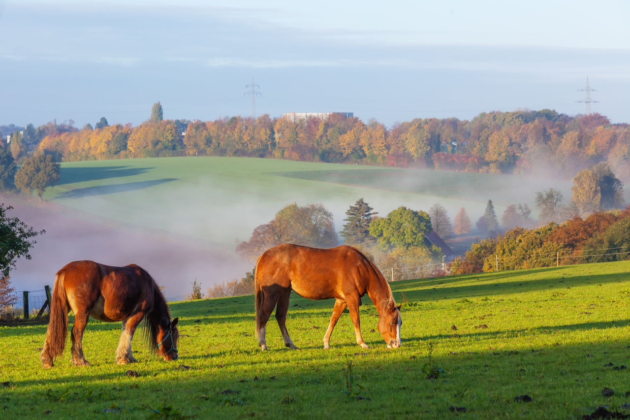 Horses grazing on grass against sky