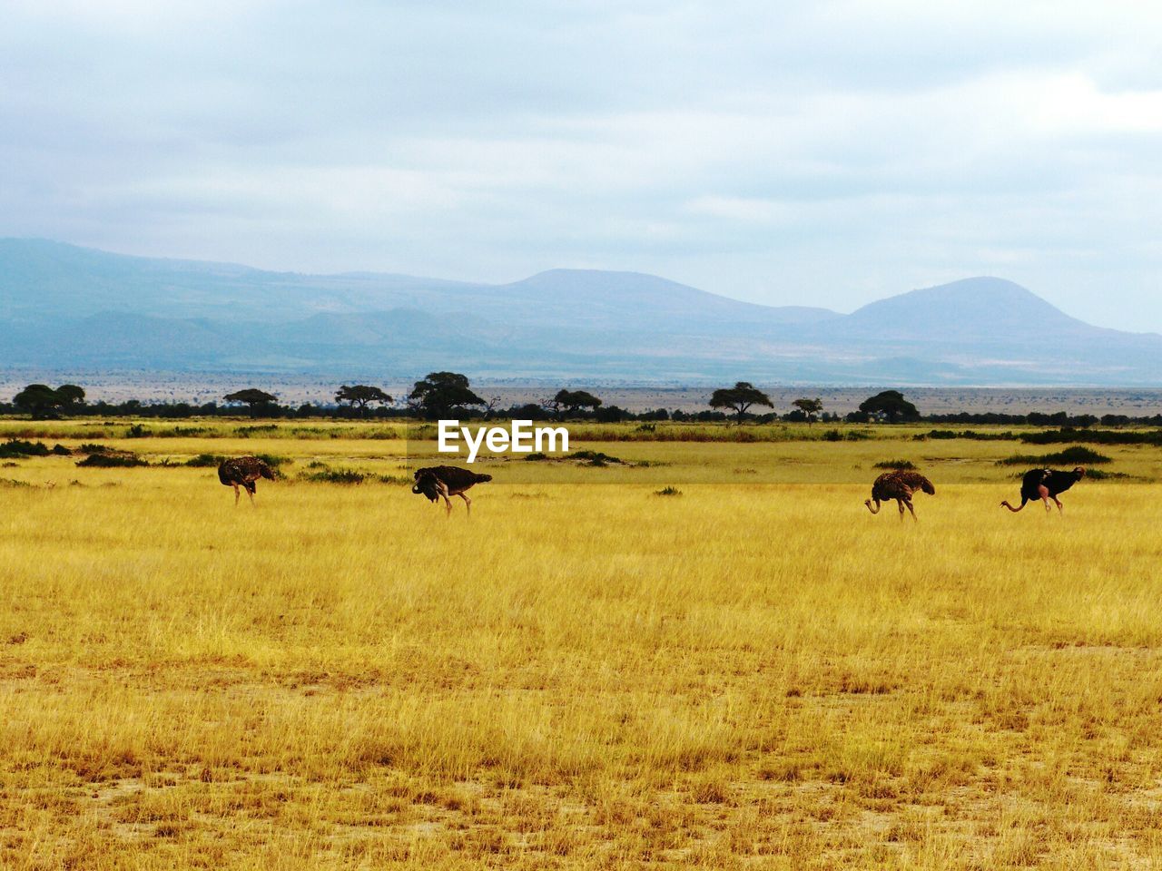 Ostriches on grass plain field against sky