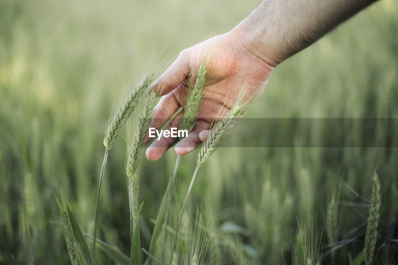 Close-up of hand touching wheat on field 