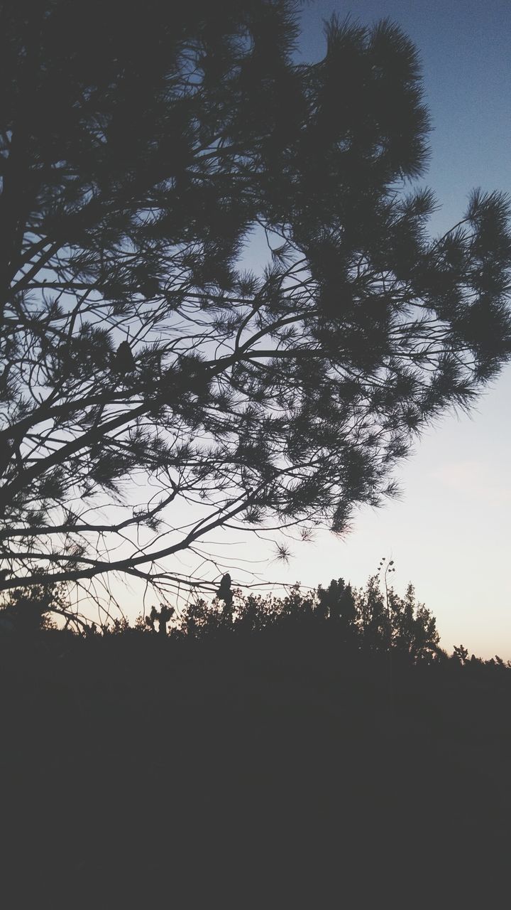 LOW ANGLE VIEW OF SILHOUETTE TREES AGAINST SKY DURING SUNSET