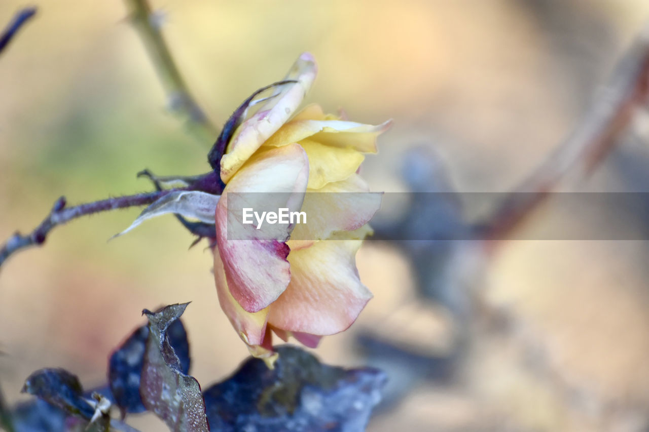 flower, plant, nature, close-up, macro photography, spring, beauty in nature, leaf, flowering plant, branch, focus on foreground, blossom, blue, freshness, petal, selective focus, no people, tree, fragility, outdoors, animal wildlife, springtime, animal, growth, plant part, animal themes, yellow, day, food, defocused, flower head, autumn, bud