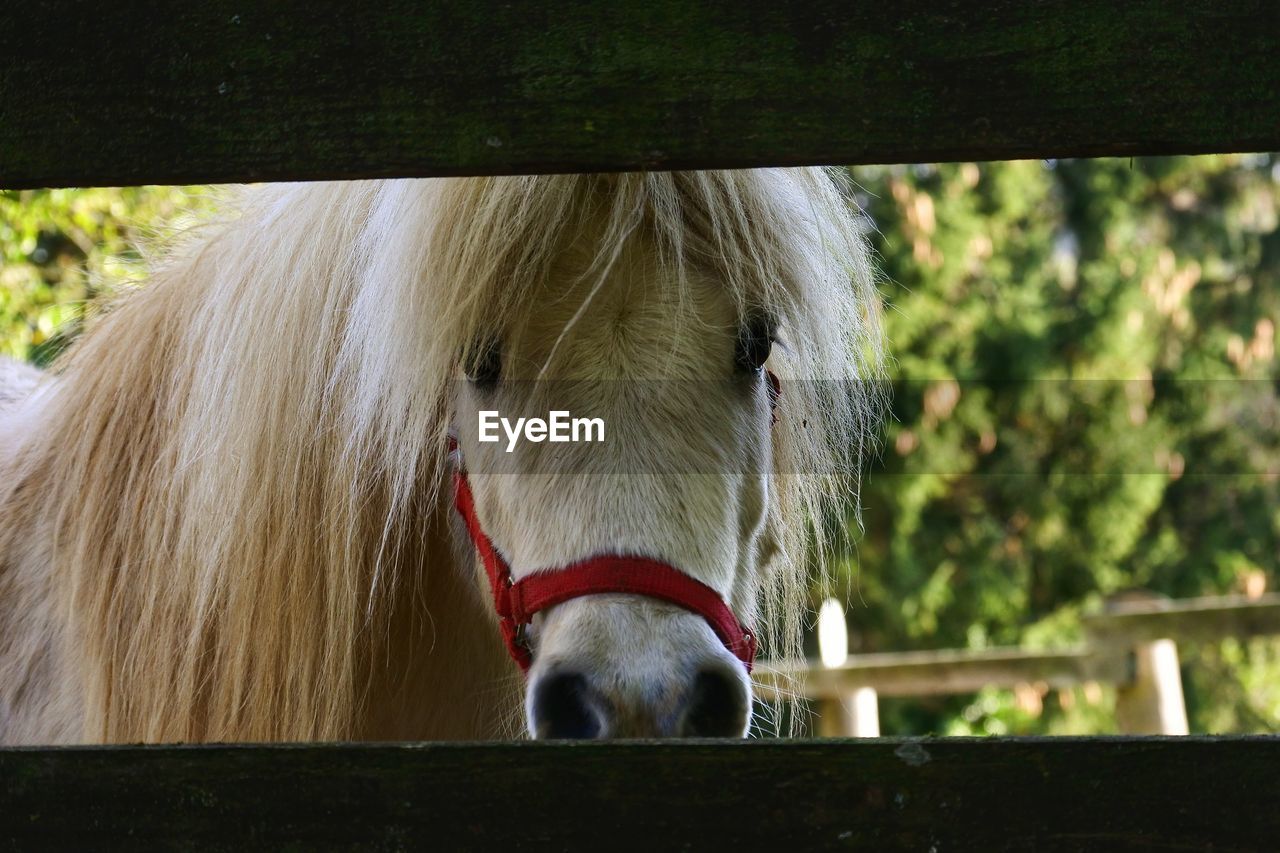 CLOSE-UP OF A HORSE IN A ANIMAL