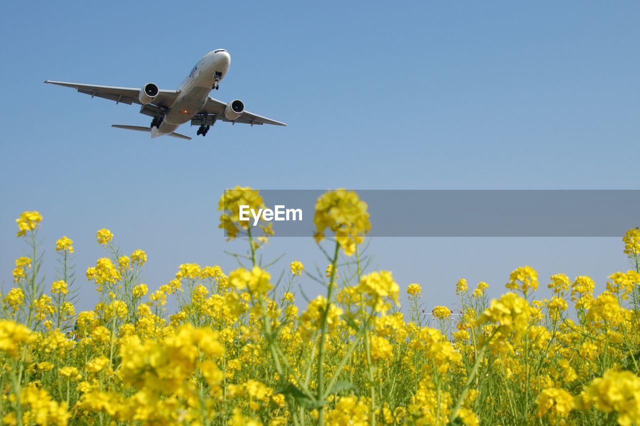 Airliner approaching fukuoka airport with canola flower field