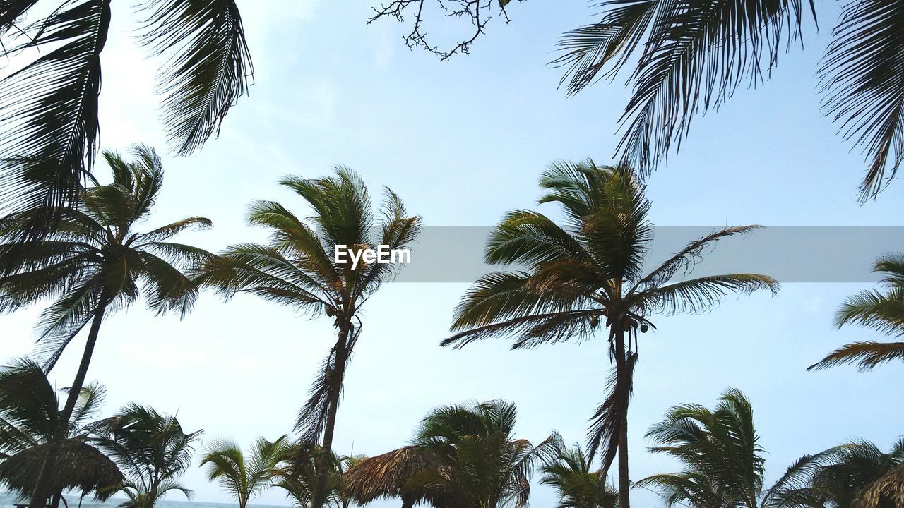 LOW ANGLE VIEW OF TREES AGAINST SKY