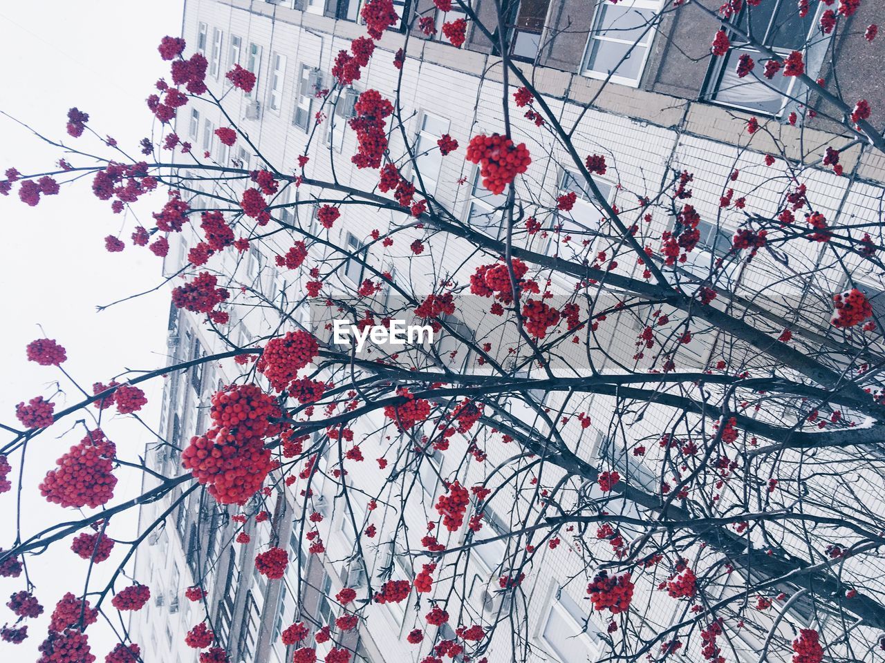 LOW ANGLE VIEW OF FLOWERS ON BRANCH