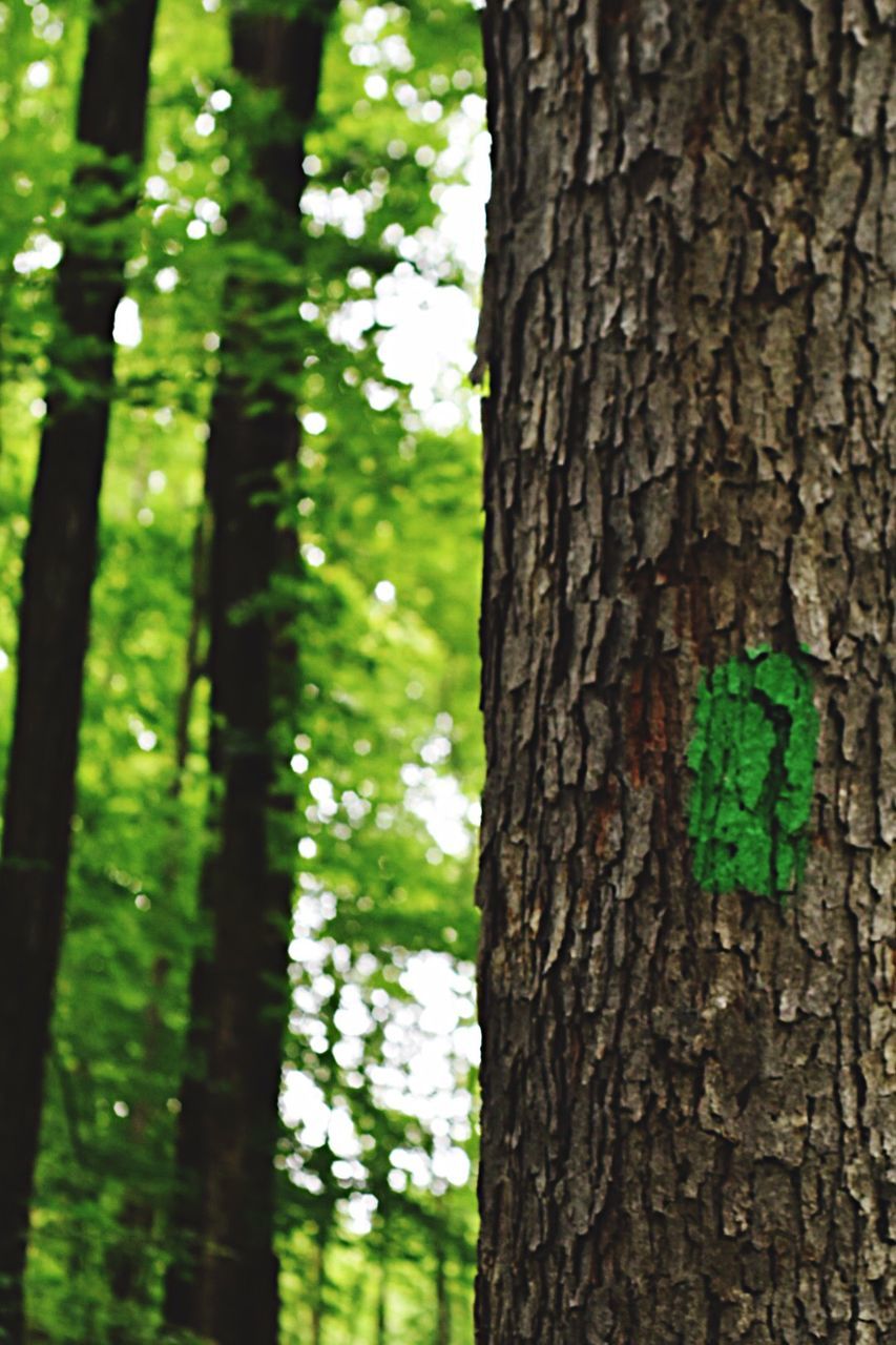 VIEW OF TREE TRUNK