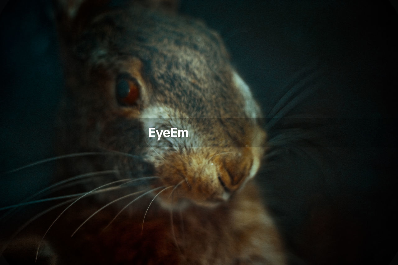 A stuffed hare in a shop window.  rabbit