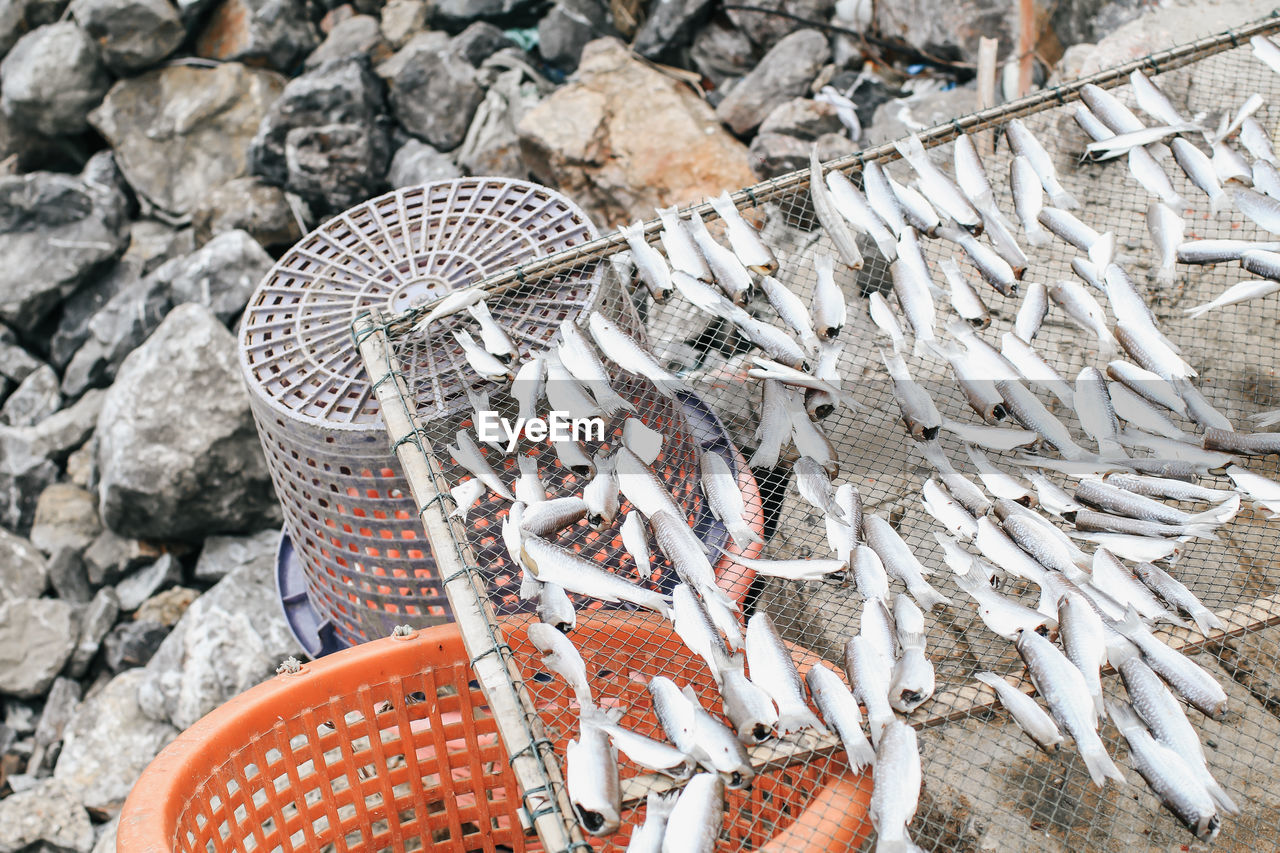 HIGH ANGLE VIEW OF FISH ON GROUND