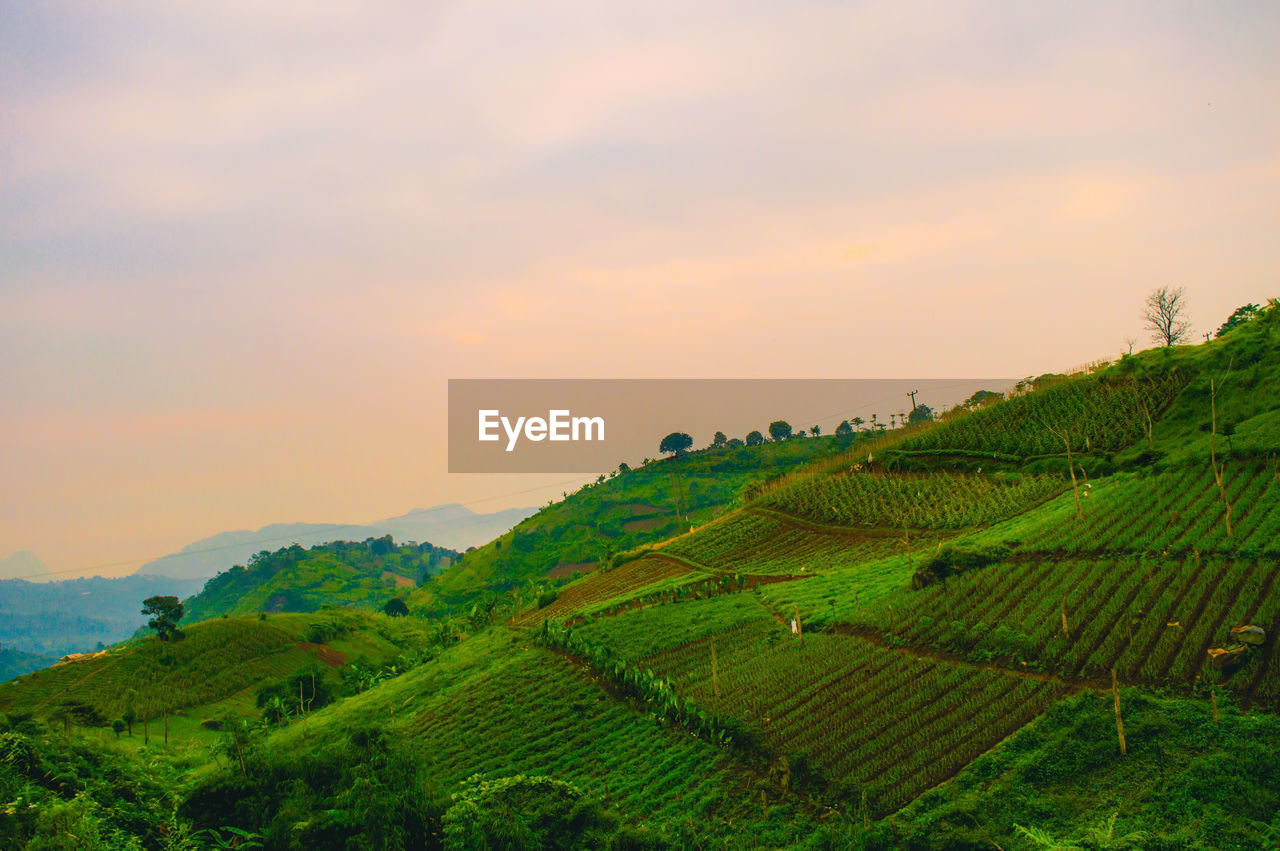 Scenic view of agricultural field against sky