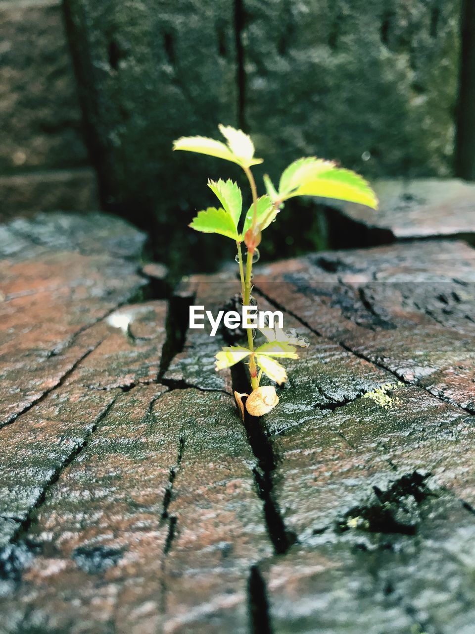 CLOSE-UP OF YELLOW FLOWERING PLANT ON WOOD