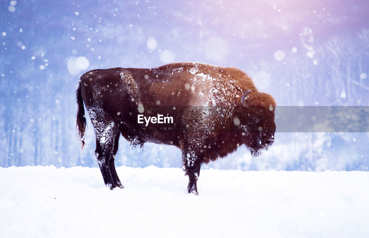 Bison standing on snow covered land