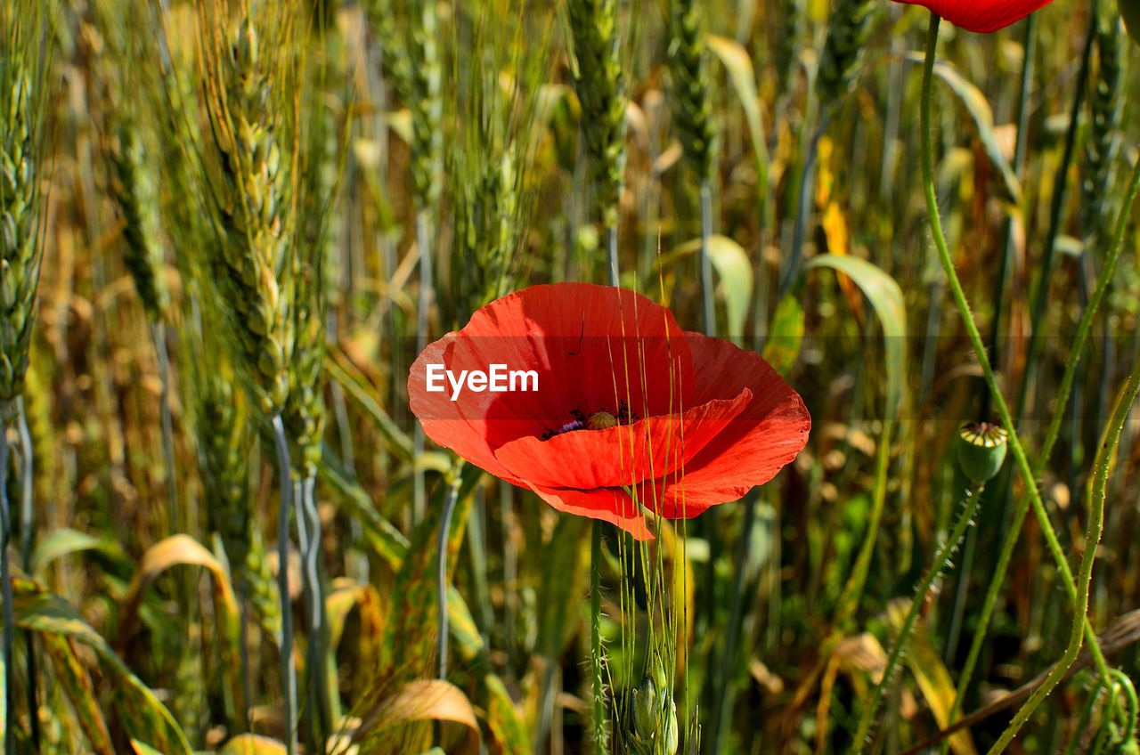 One red poppy flower in golden wheat field during summer at countryside in transylvania.	
