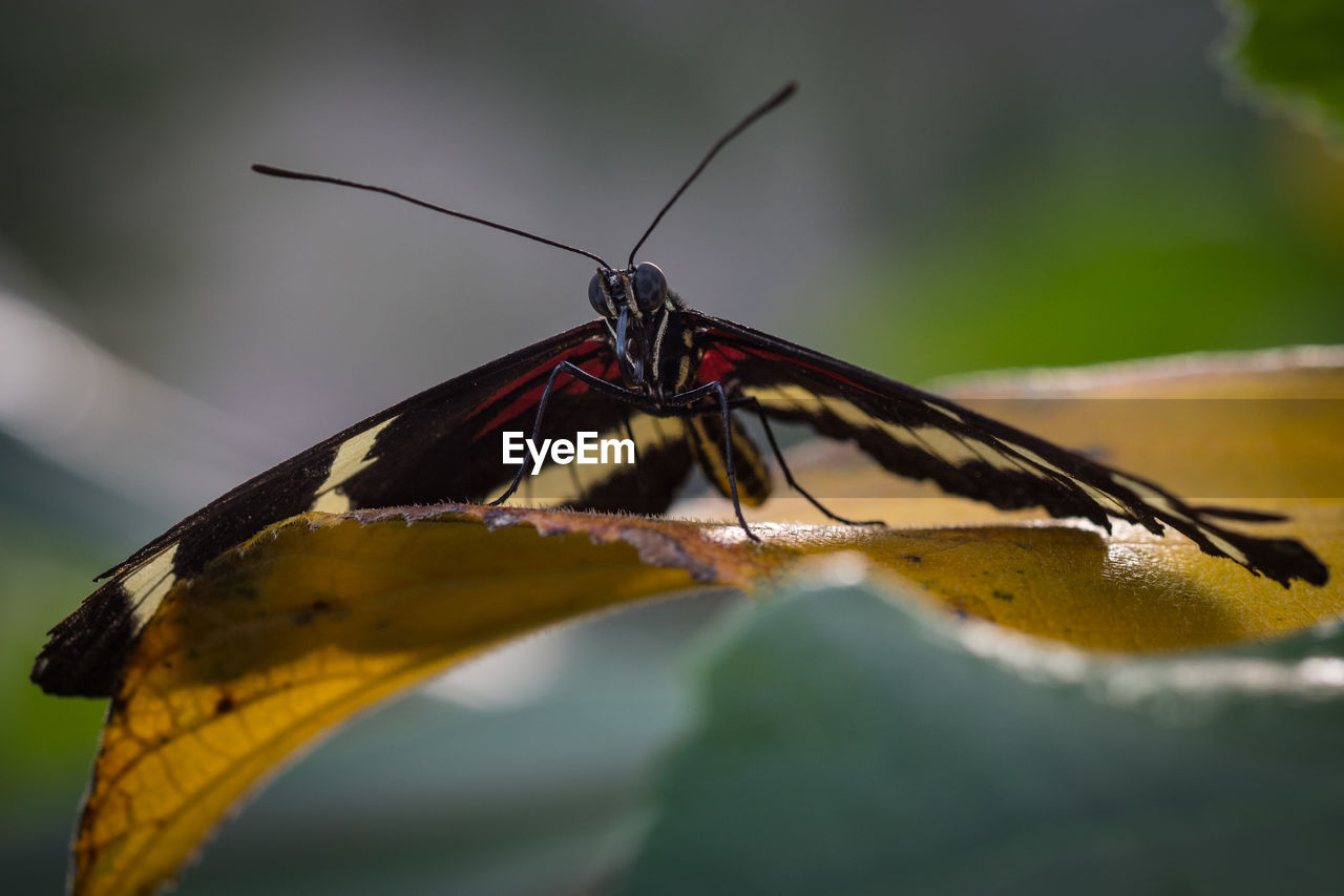 Close-up of butterfly on leaf