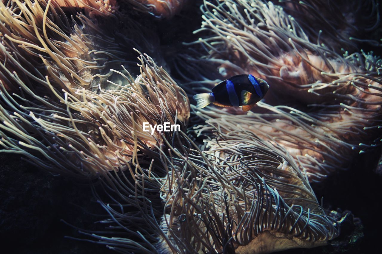 Side view of fish swimming in tank at aquarium